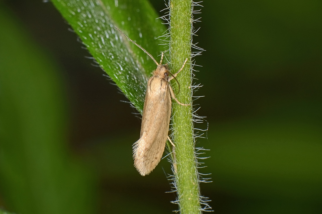 Eriocottidae? S, Eriocottis sp.